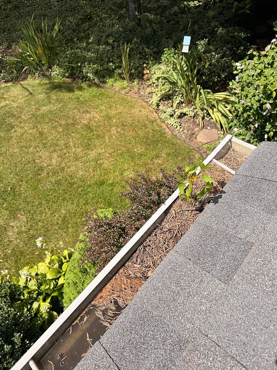Gutter packed with pine needles and a weed sprouting before gutter cleaning in Macomb Township